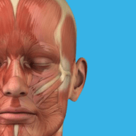 三维人体解剖学图谱